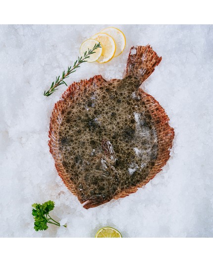 Turbot Turbot