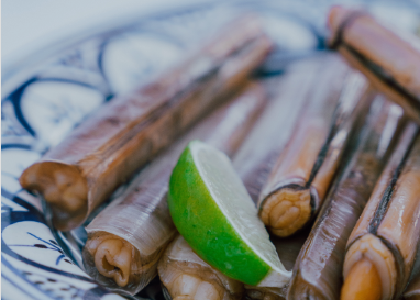 COQUILLAGES