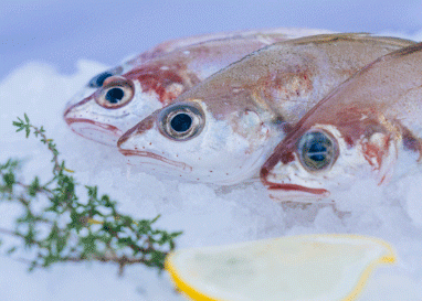 POISSON EXTRA FRAIS