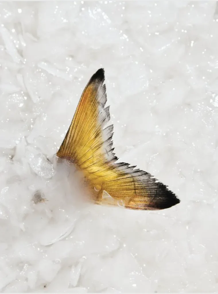 Queue de poisson frais posée sur glace